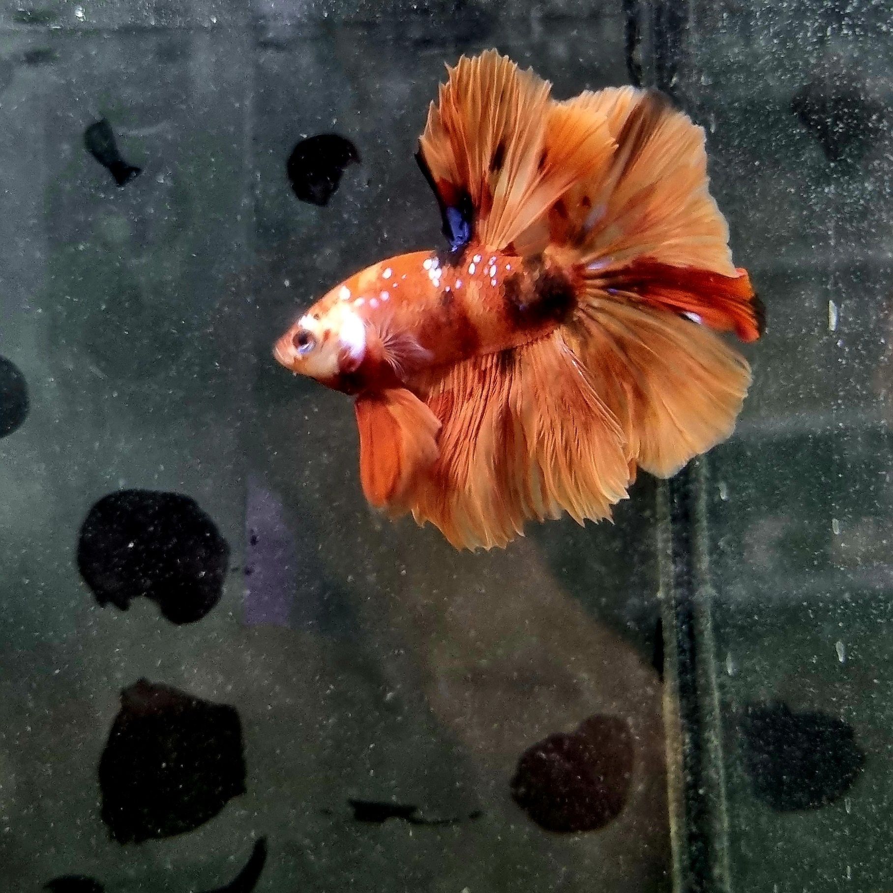 Bojownik HM nemo