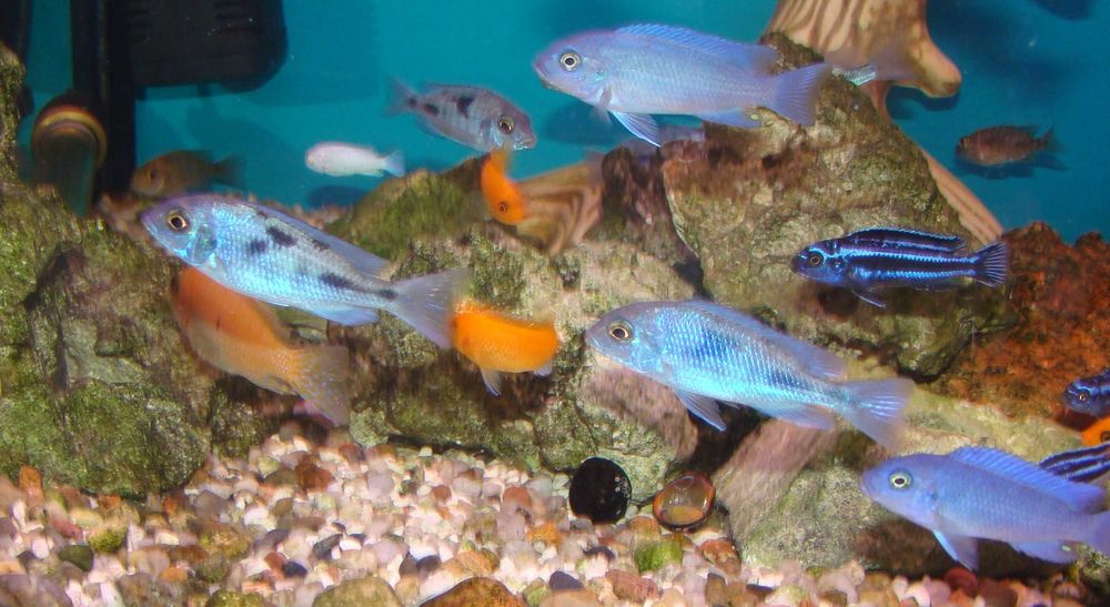Pyszczak delfin moorii