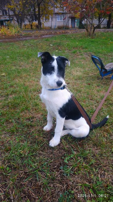 Отдам в хорошие руки (девочка)