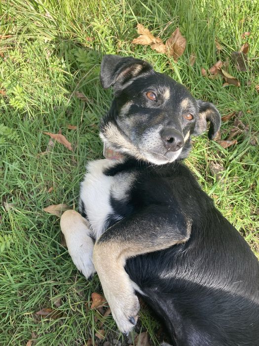 Spokojny pieszczoch do adopcji