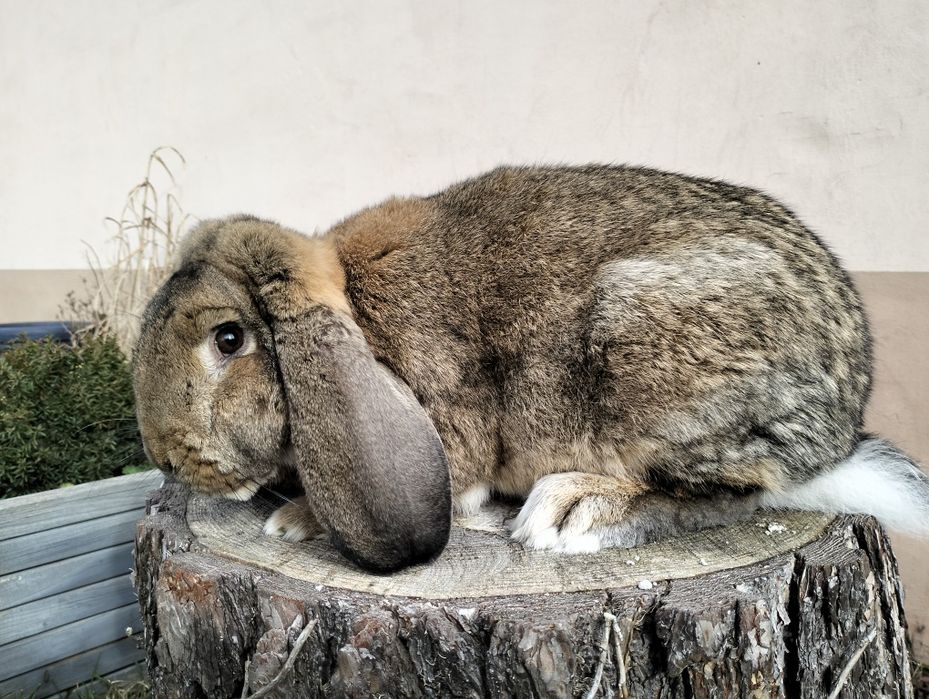 Baran francuski samiec, samica