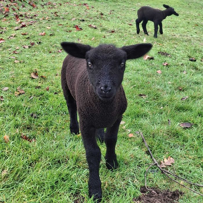 Vendo borregos cruzados de Suffolk e Charolês