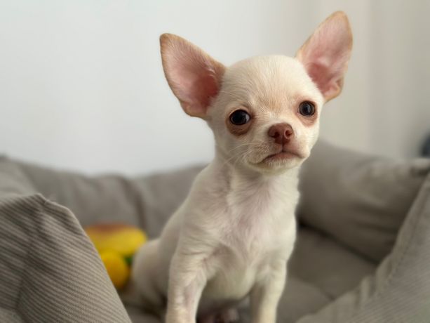 Chihuahua mini chłopak