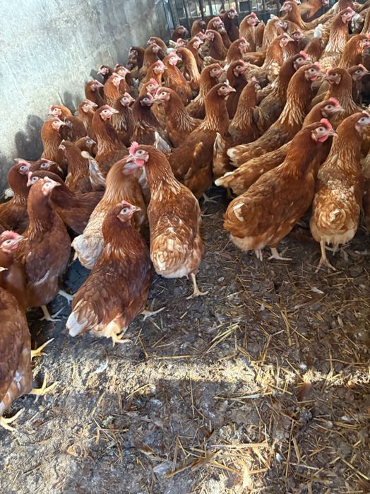 Kury nioski z pierwszym jajkiem