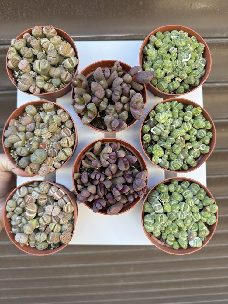 Литопси літопси літопс литопсы lithops живые камни