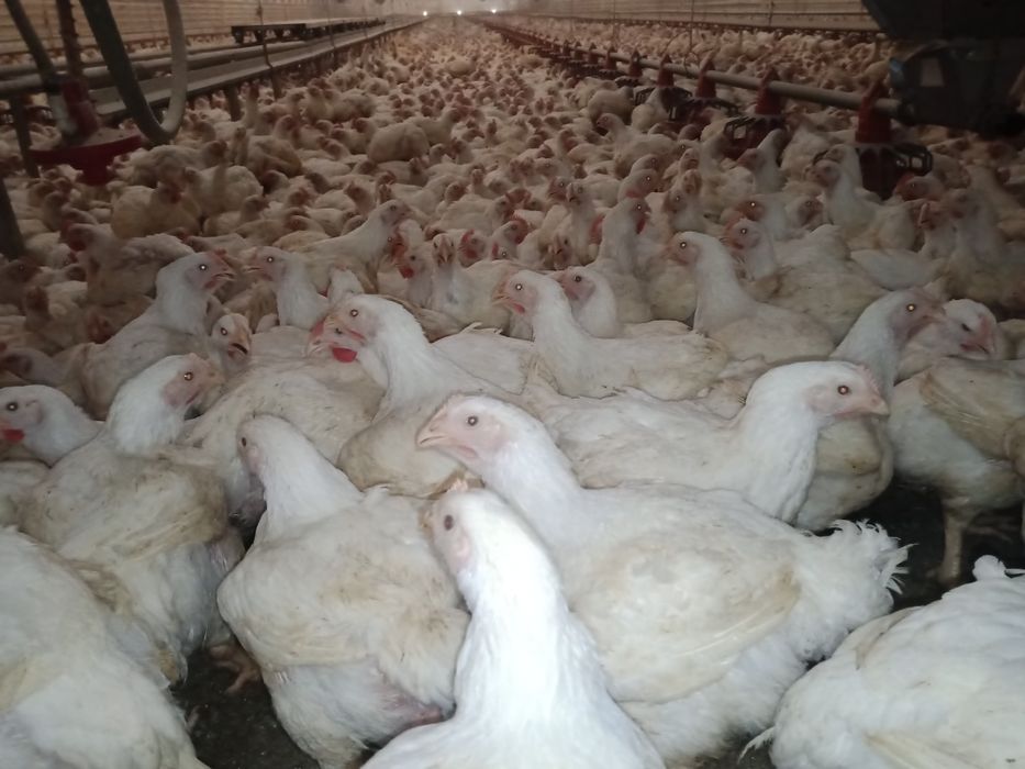 Brojler kurzy kurczak