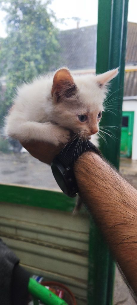 Кошенята в добрі руки