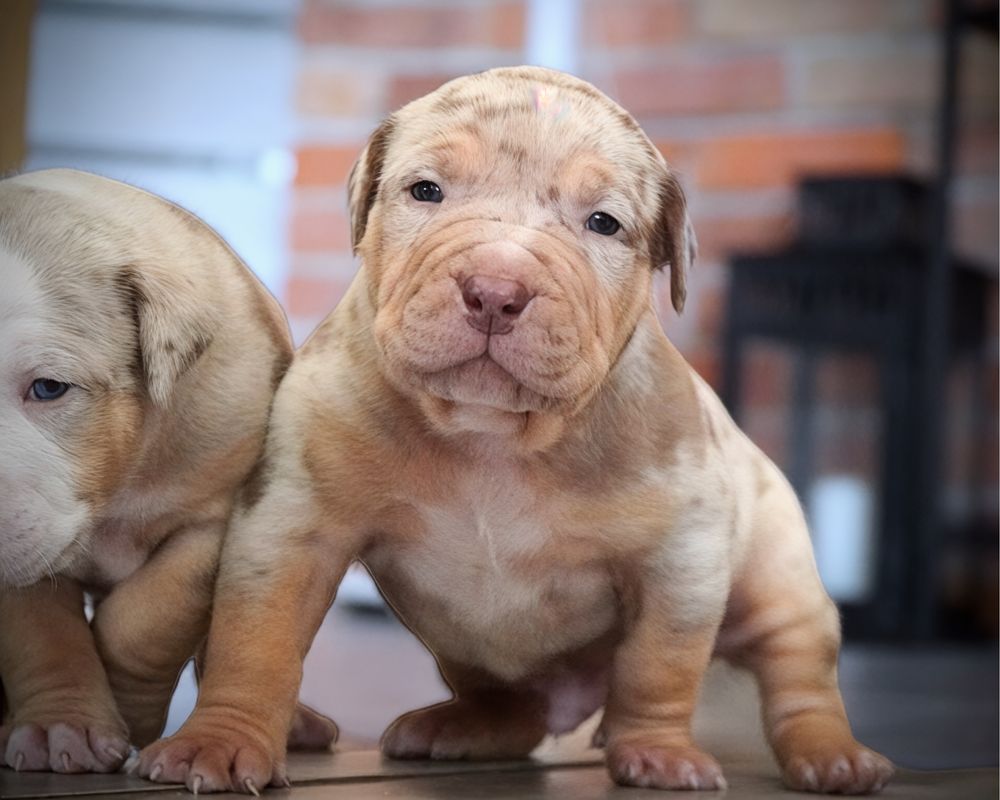 American Bully XL ABKC tri choco merle