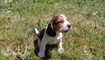 Szczenię beagle tricolor