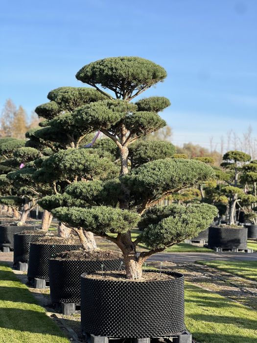 Bonsai sosna niwaki duże drzewa wiele gatunków BONSAI PARK