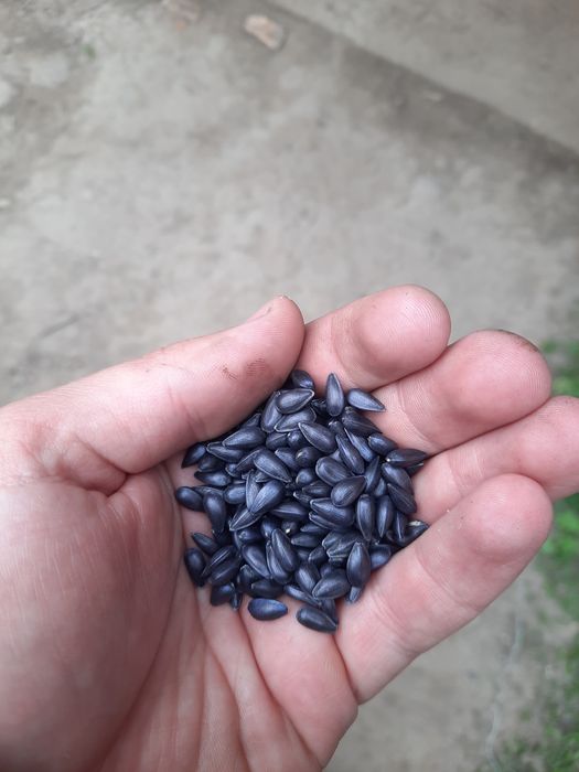Продам насіння соняшнику.