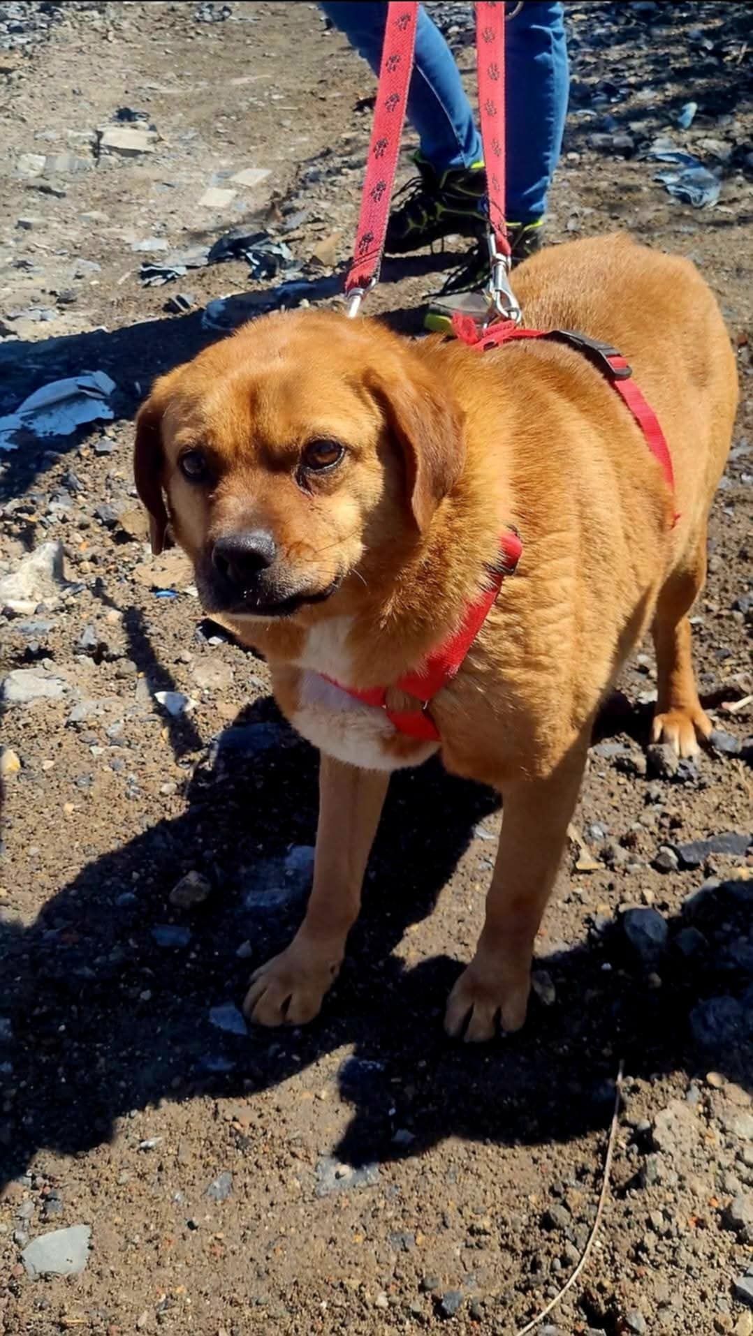 Ruda sunia o uszkach jak beagle do adopcji