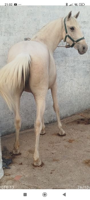 Poldra palomina  com 4 anos