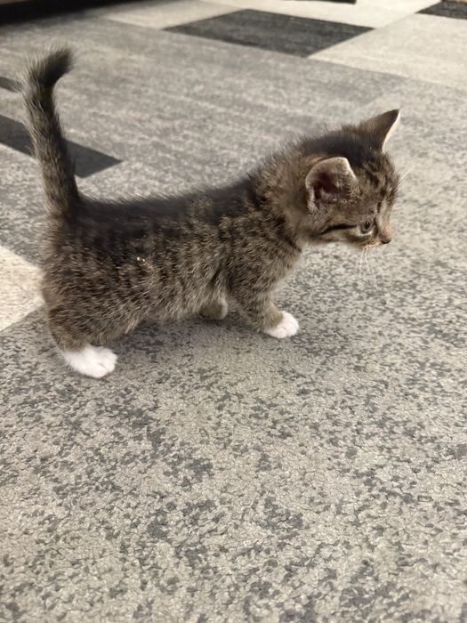 Do adopcji: słodkie kocięta szukają kochających domów