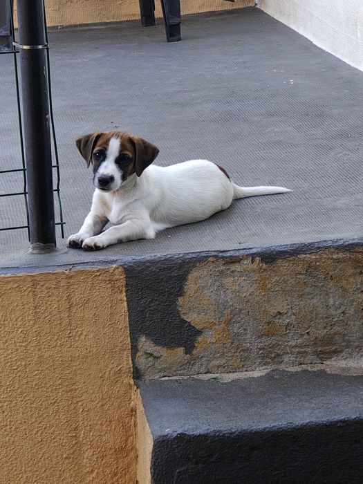 Jack russell terrier macho Espetacular