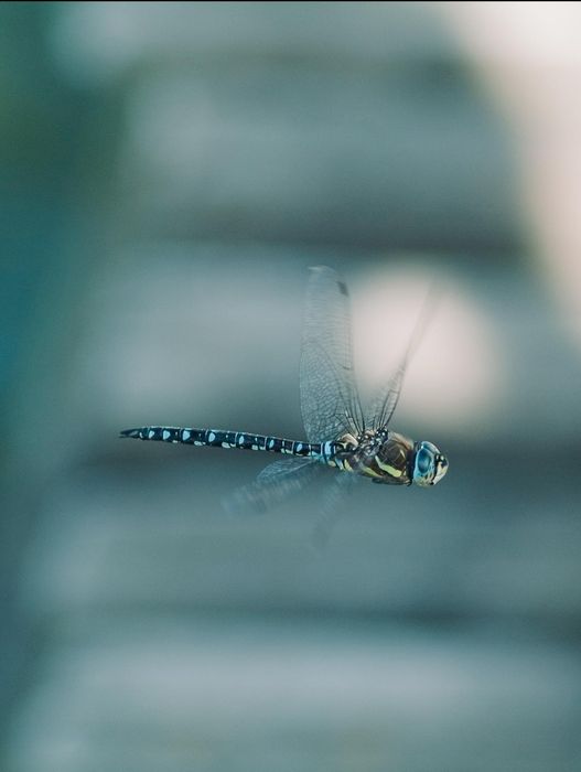 Fujifilm fine pix s3 pro (nikon f)