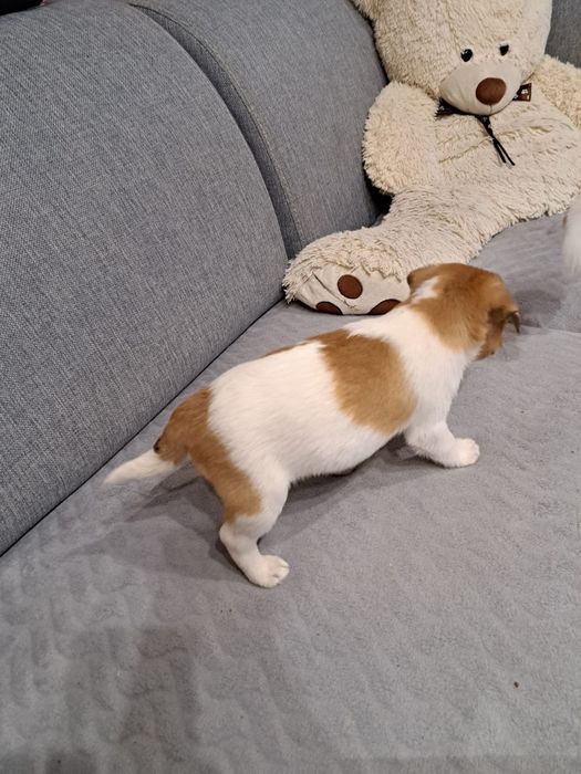 Jack russell terrier