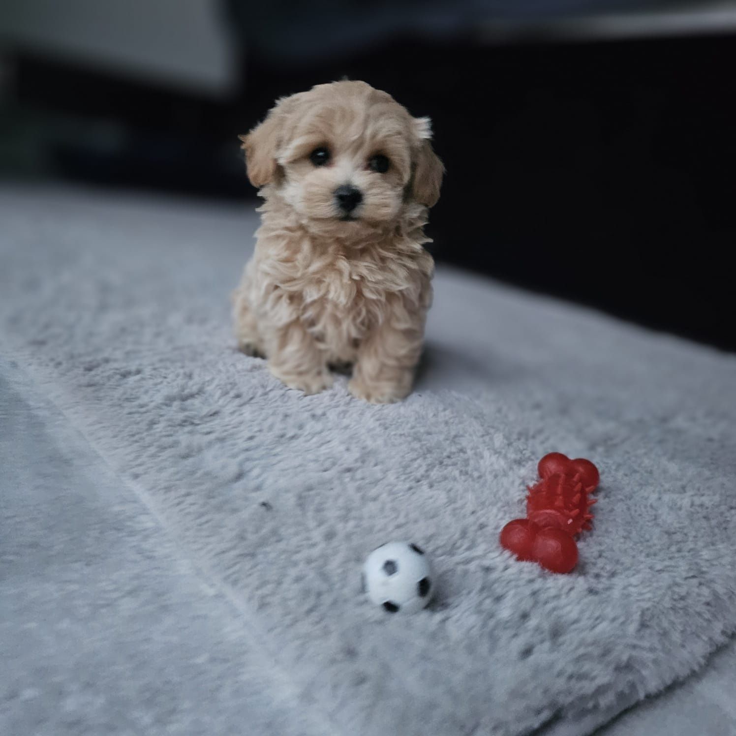 Najśliczniejszy Chłopczyk Maltipoo