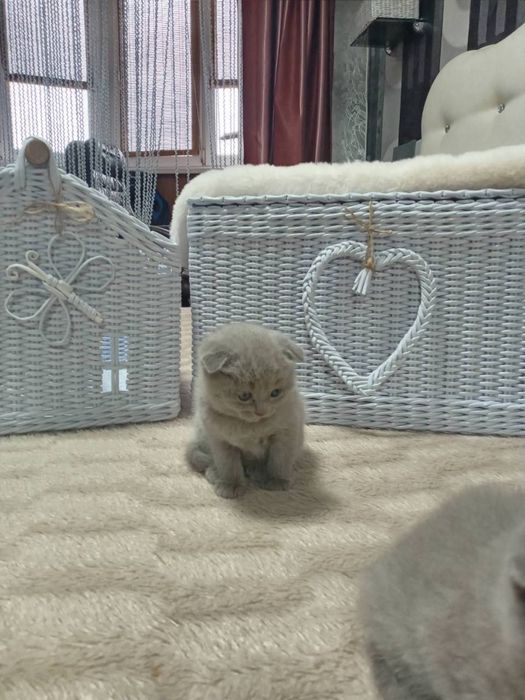 Котята шотландцы