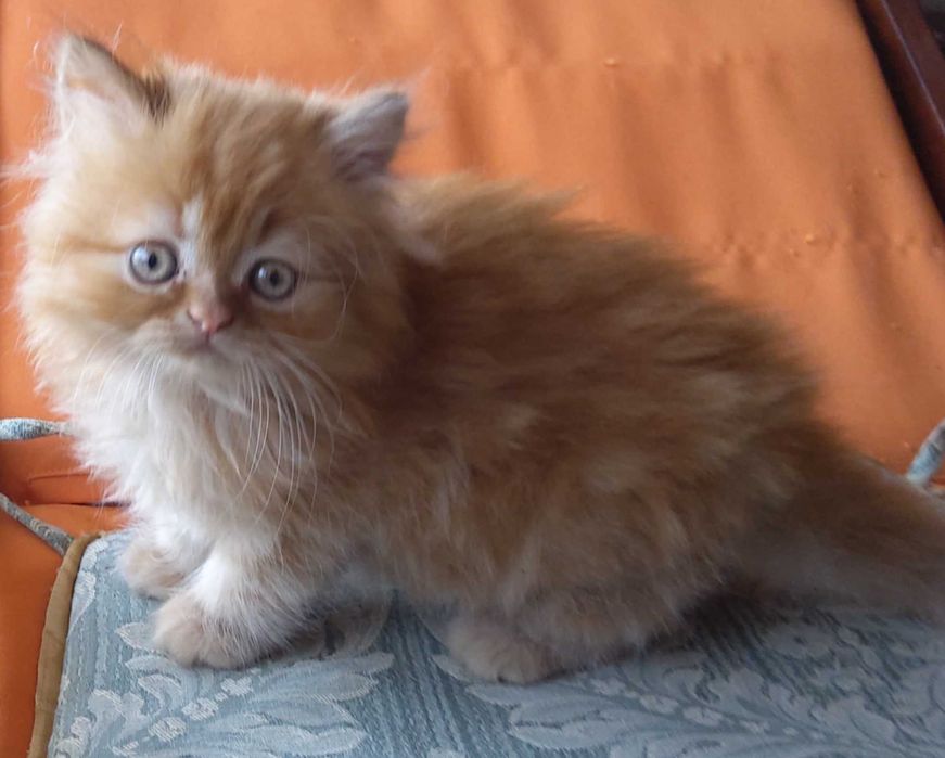 Gatinho persa muito dócil