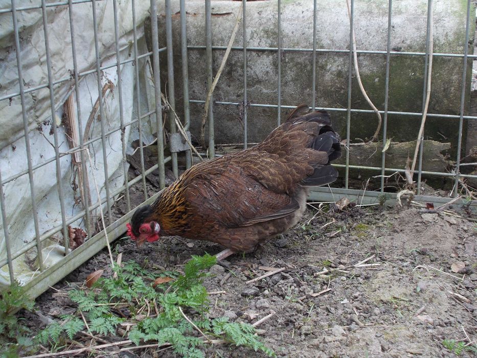 Kury miniaturki - 2 kurki kuropatwiane