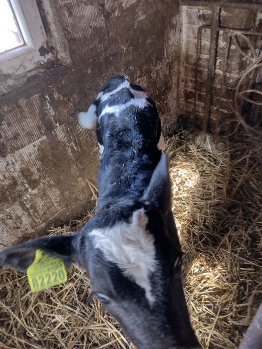 Ciele byczek mieszaniec