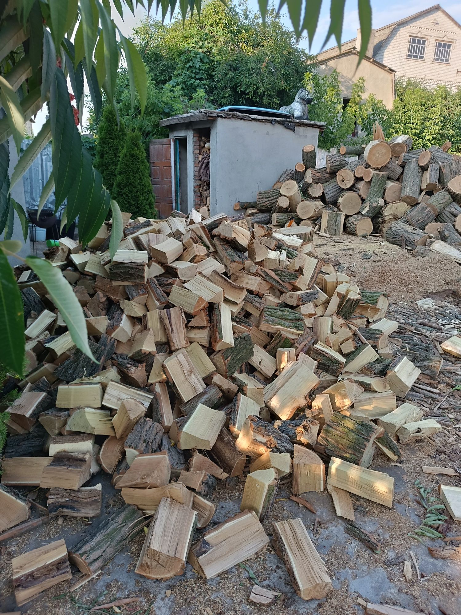 Дрова АКАЦІЯ рубані