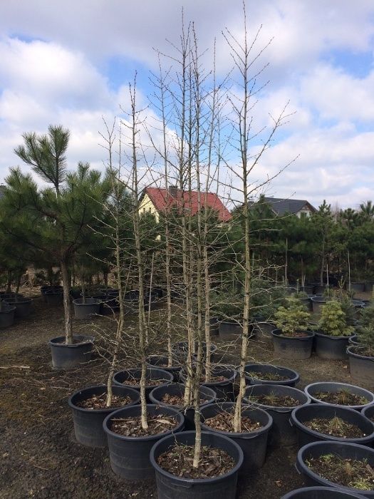 Orzech Laskowy Leszczyna Turecka 300cm 'Corylus Colurna'