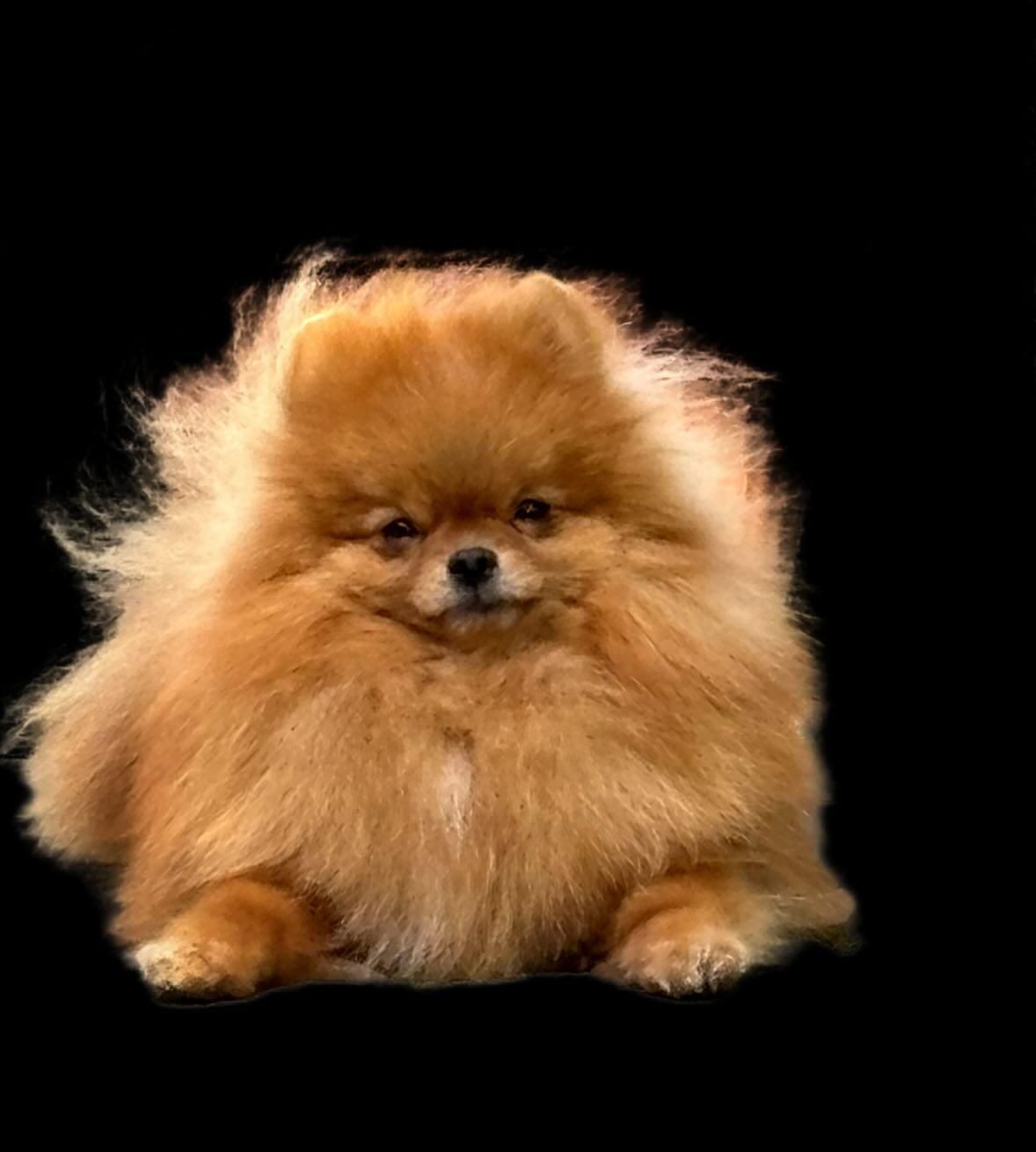 Pomeranian mini Boo