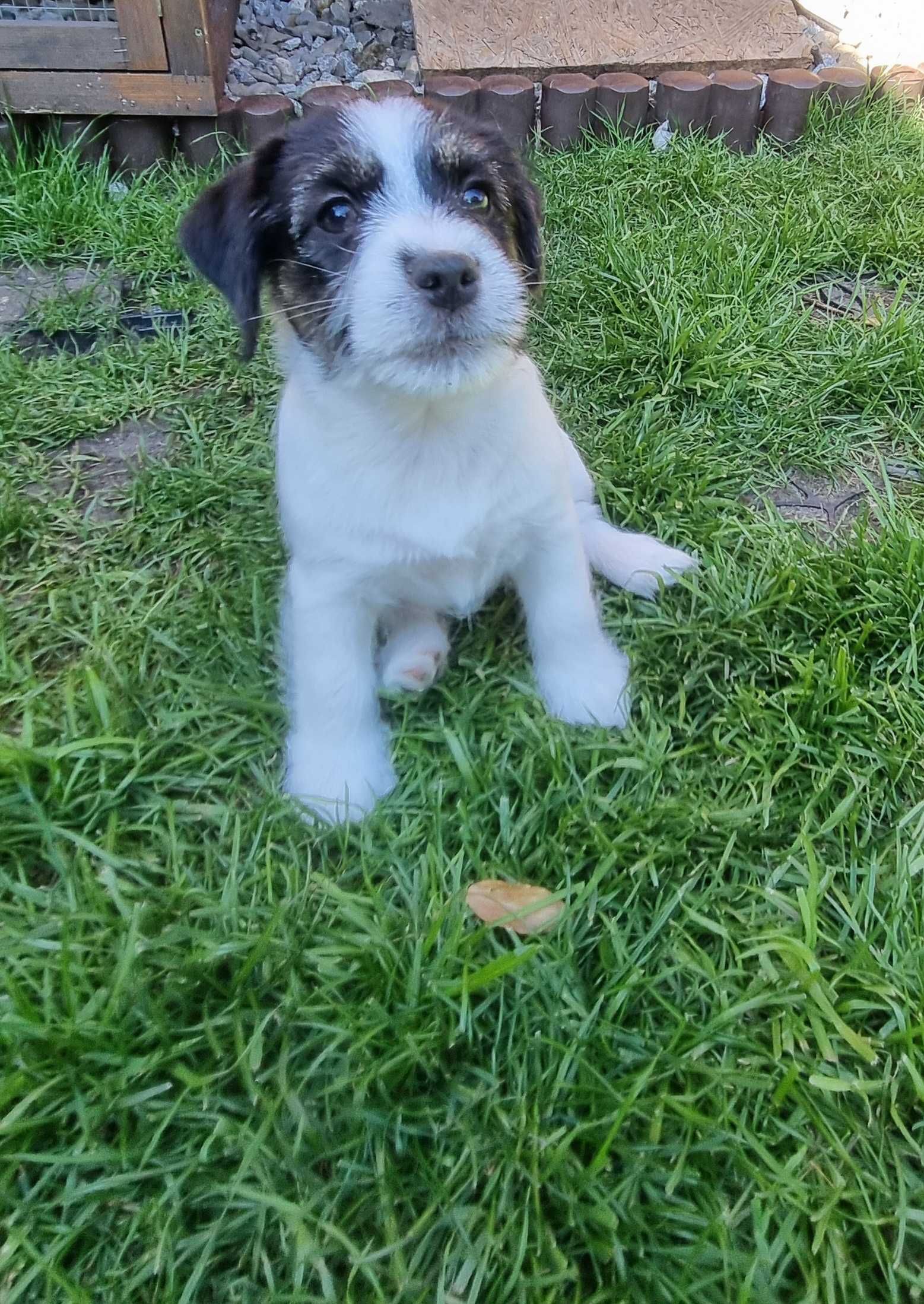 Jacek Russell Terrier FCI  ZKwP