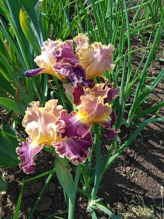 ирисы двухцветные