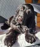 Uroczy 3 miesięczny chłopczyk Cocker spaniel szuka kochającego domu.