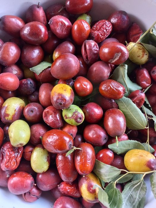 Саджанці унабі (зізіфуса)