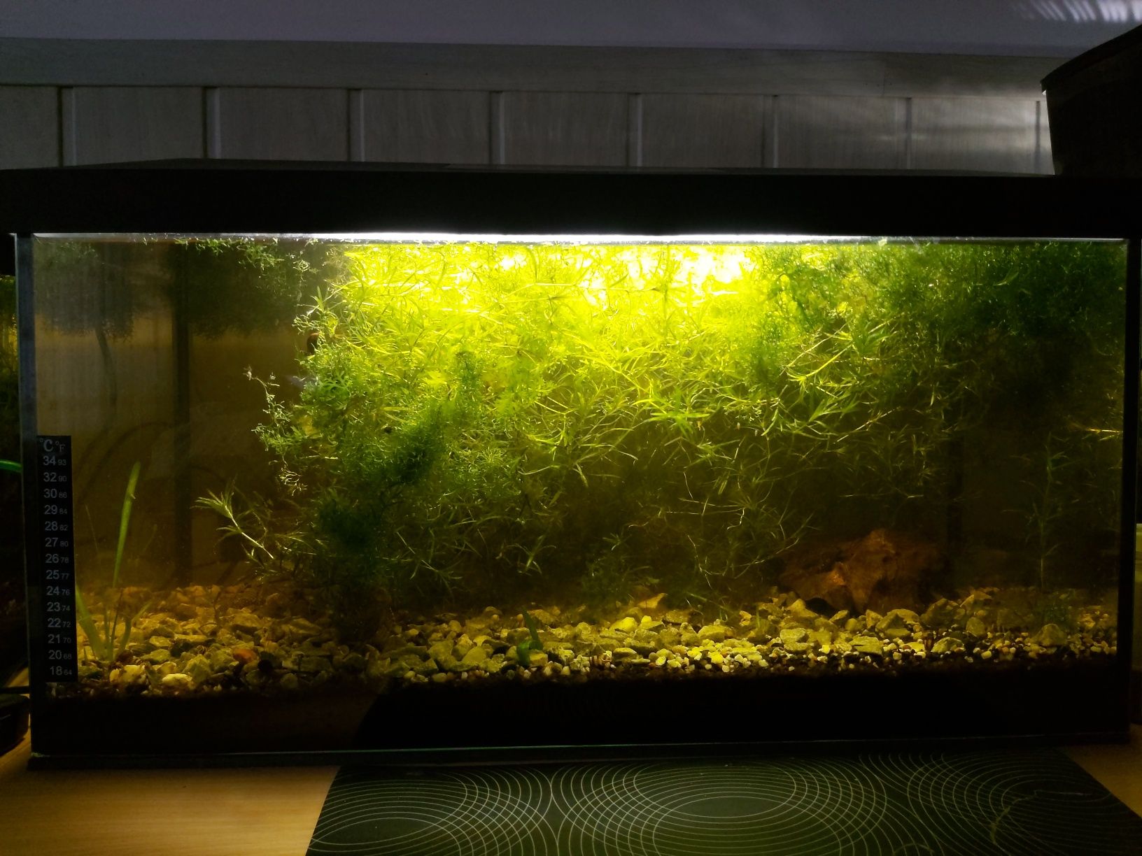 Akwarium 54l aquael z pokrywą I oświetleniem