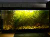 Akwarium 54l aquael z pokrywą I oświetleniem