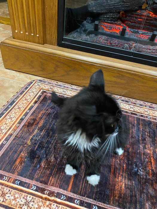 Віддамо грайливого котика