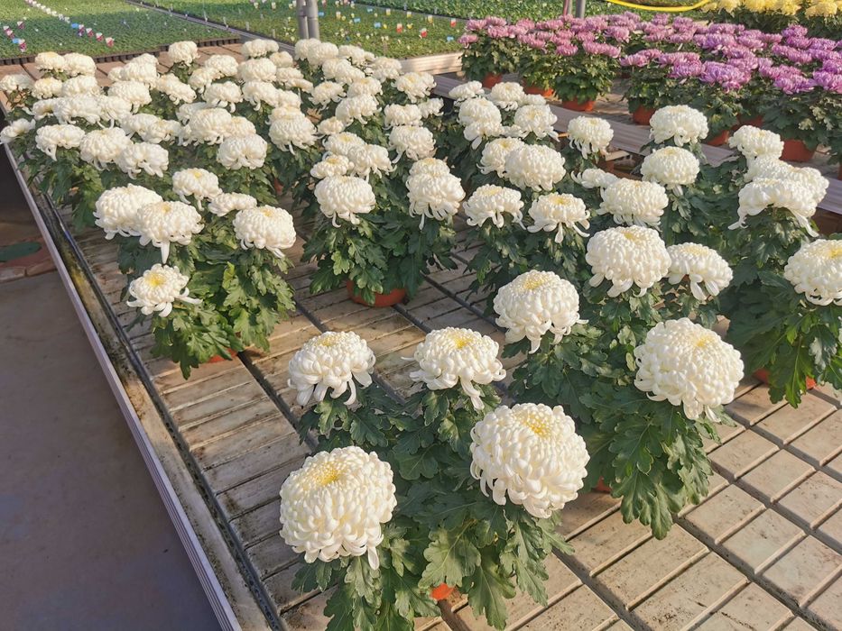 Chryzantemy chryzantema kule drobnokwiatowe kopka PRODUCENT HURT detal