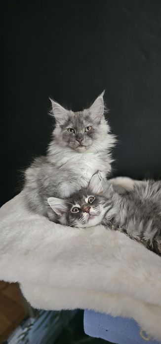 Koteczka Maine coon