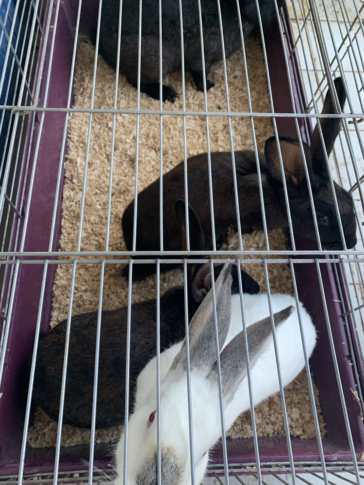 Vende se 3 coelhas e um coelho adultos