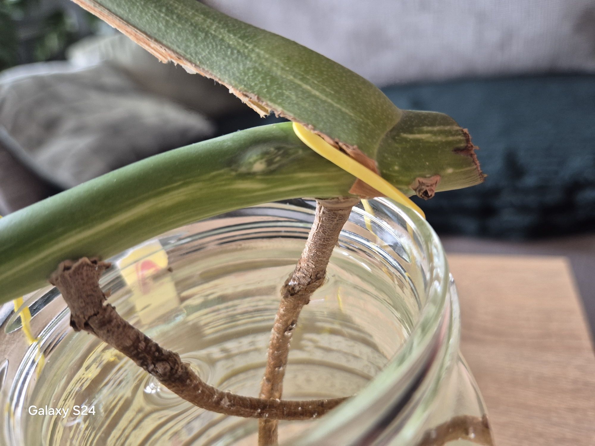 Pędówka nr. 2 monstera variegata