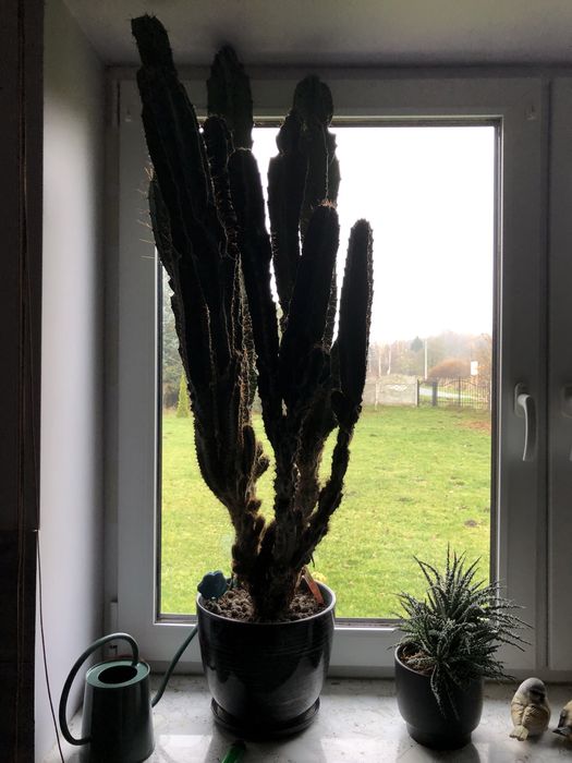 Kaktus z rodzaju Cereus 125cm z donicą