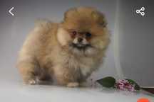 POMERANIAN #miś # szpic mini suczka