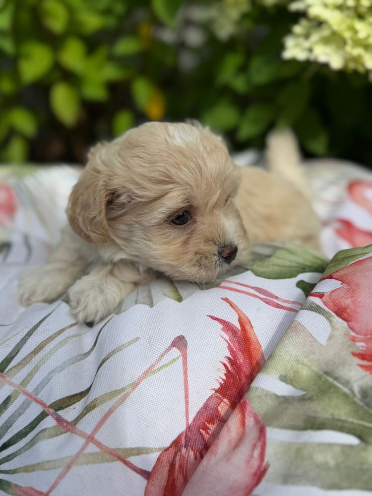 Maltipoo - suczka ;)