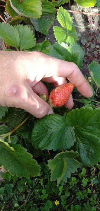 Sprzedam sadzonki truskawek całorocznych