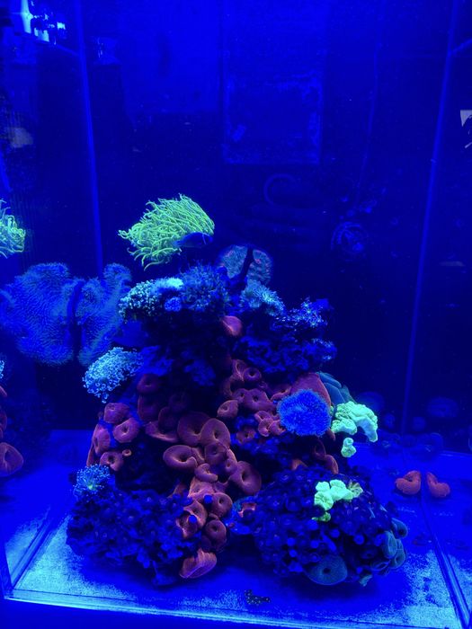 Akwarium dekoracyjne / serwis akwarium