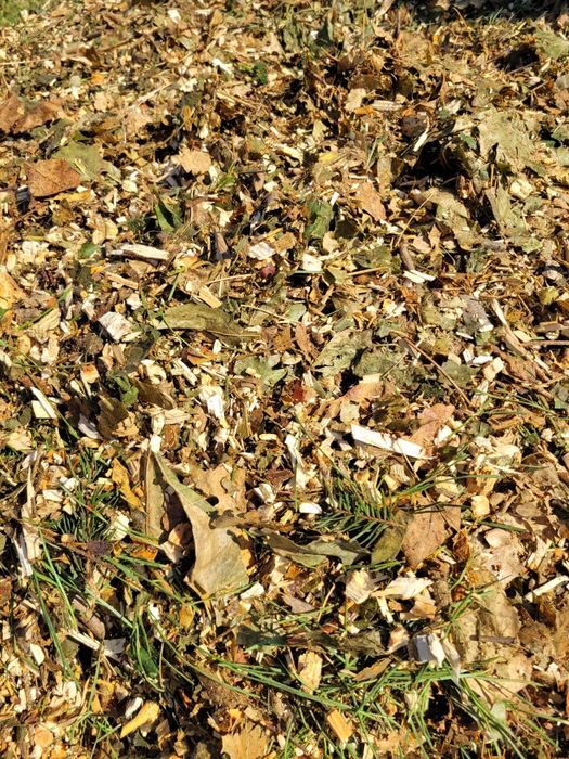 Zrębka Liściasto-Iglasta,zrębka liściasta,zrębka iglasta,zrębka agro