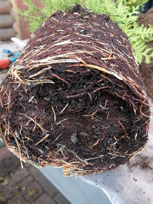 tuje tuja brabant  ok. PIASECZNA