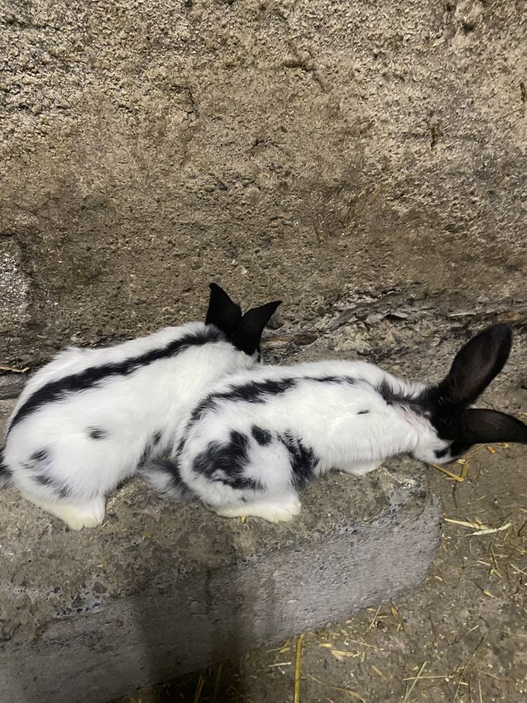 Kroliki osc olbrzym srokacz czarny młode samce i samice