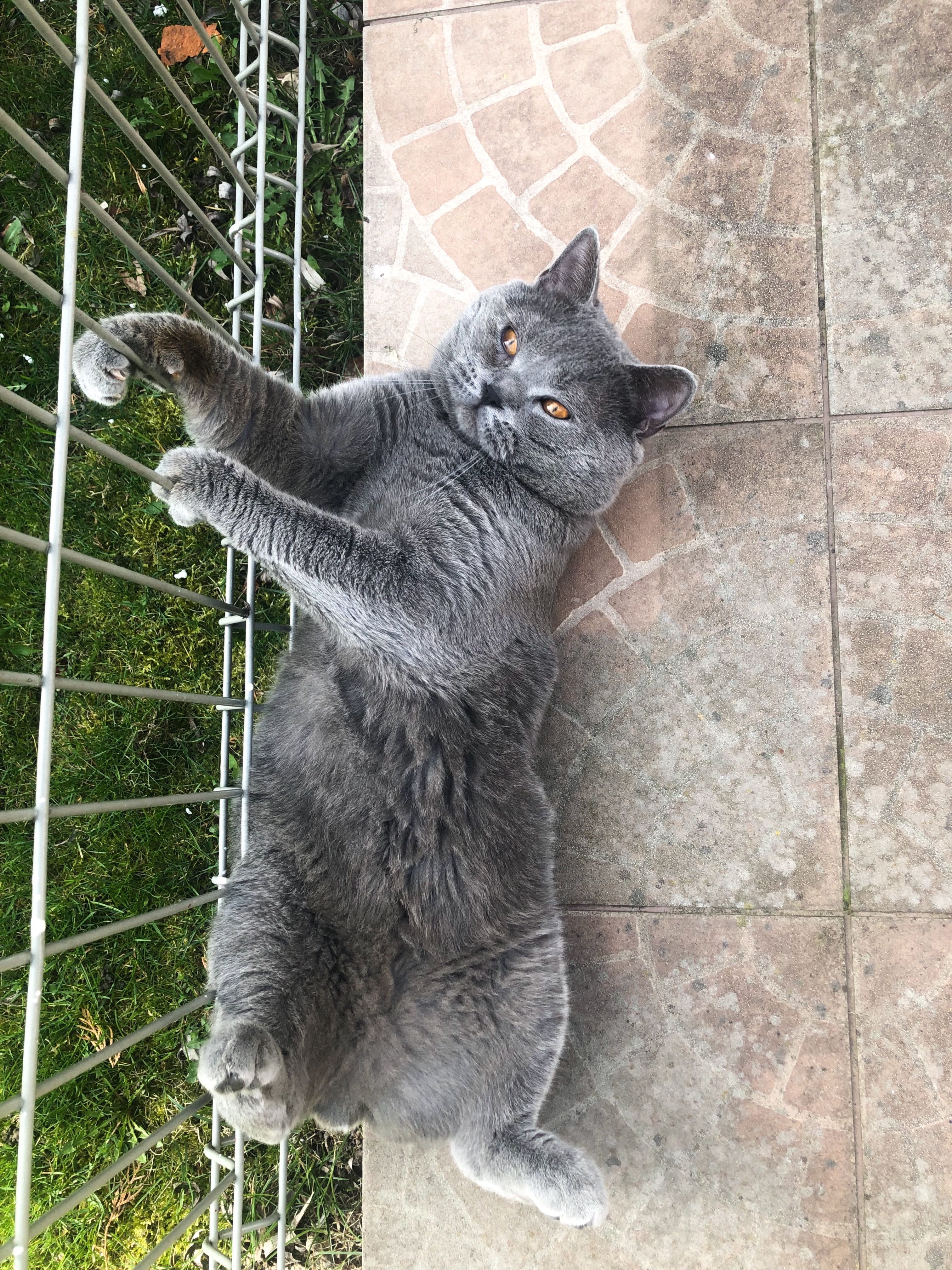 Benek - Kot szkocki do adopcji
