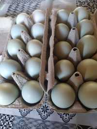 Jajka lęgowe od kur Green Shell
